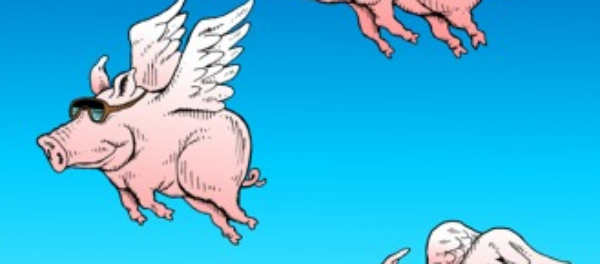 Pigs have been flying more often than they probably should lately
