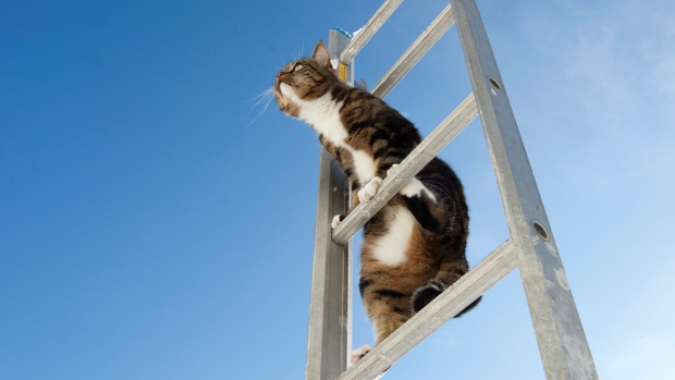 Ladder cat by Kim Ledin